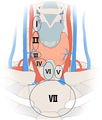 The role of anatomical and functional orientation in identification of parathyroid glands for patients with parathyroidectomy